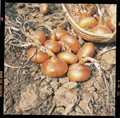 Picture of Onion Set Stuttgart 250g Nets - January Delivery