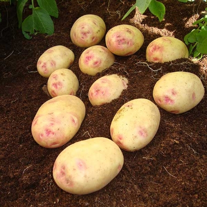 Picture of Potatoes Picasso - Early Main