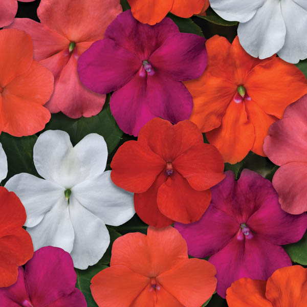 Impatiens - Beacon Select Mixed F1 | Wholesale & commercial seed ...