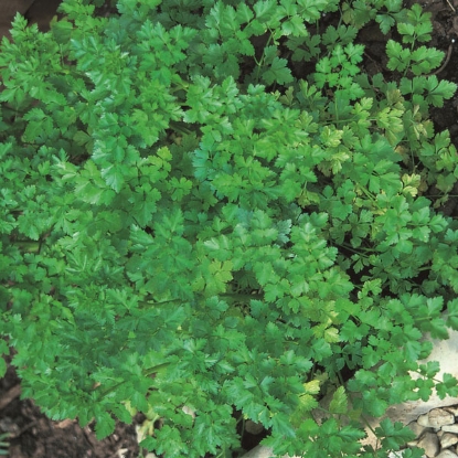 Picture of Organic Plain Parsley