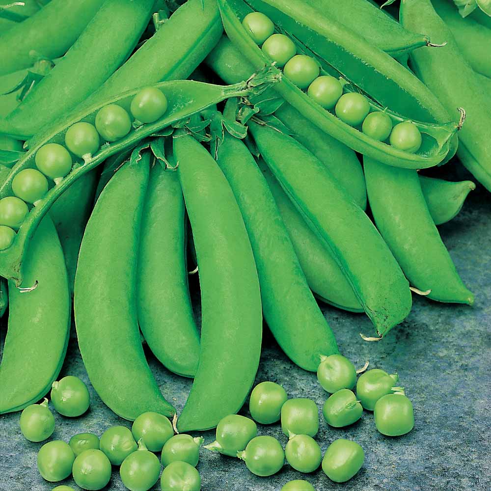 Pea Sugar Snap | Wholesale & commercial seed merchants and growers ...