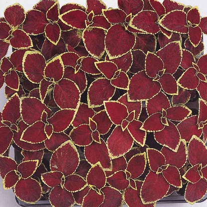 Picture of Coleus Wizard Scarlet