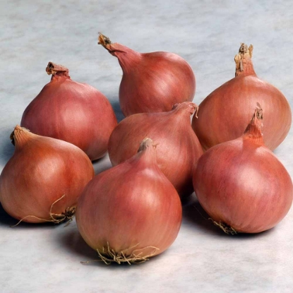 Picture of Matador F1 Shallot Seed