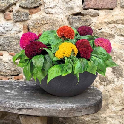 Picture of Celosia Cristata Brainiac Mixed