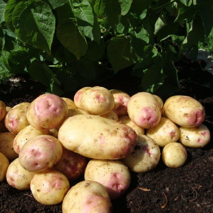 Picture of Potatoes King Edward - Main Crop
