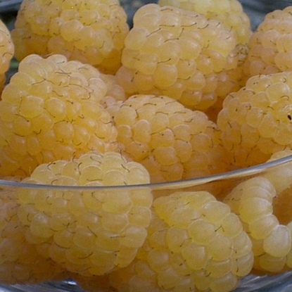 Picture of Raspberry Canes - All Gold - March 2026 Delivery