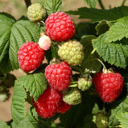 Picture of Raspberry Canes - Octavia - March 2026 Delivery