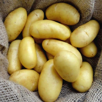Picture of Loose Jazzy Summer Planting ‘christmas’ Potatoes – June Delivery