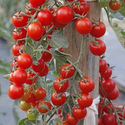 Picture of Tomato Crokini F1