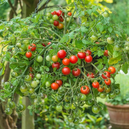 Picture of Tomato Losetto F1
