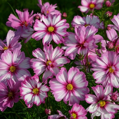 Picture of Cosmos Capriola