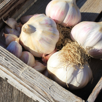 Picture of Garlic Bulbs Kingsland Wight (Hardneck)