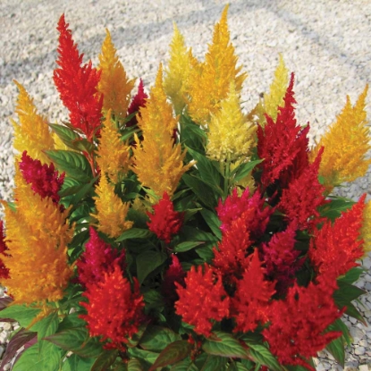 Picture of Celosia Century Mix
