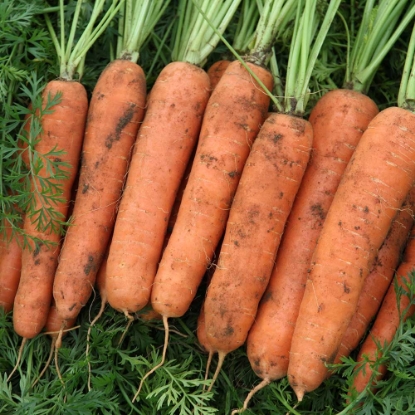 Picture of Carrot Nazareth F1