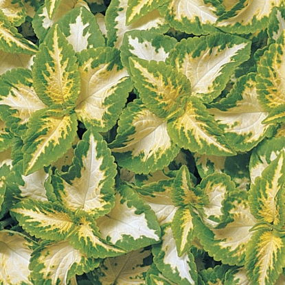Picture of Coleus Wizard Jade
