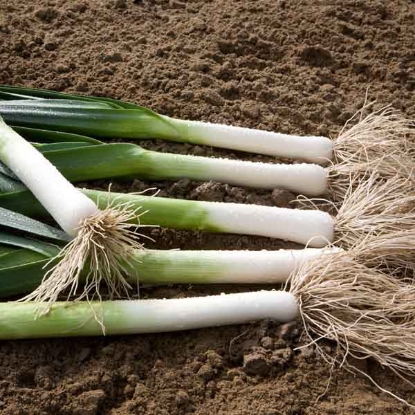 Picture of Leek Batter F1