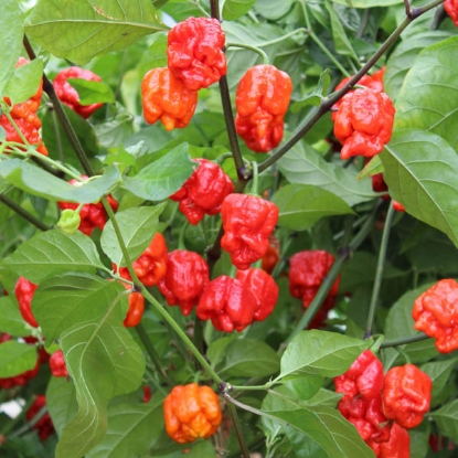 Picture of Capsicum Pepper Armageddon F1