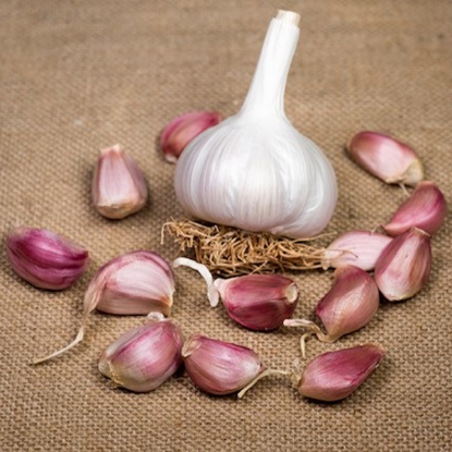 Picture of Garlic Bulbs Carcassonne Wight (Hardneck)