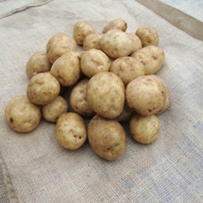 Picture of Potatoes Maris Peer - Second Early