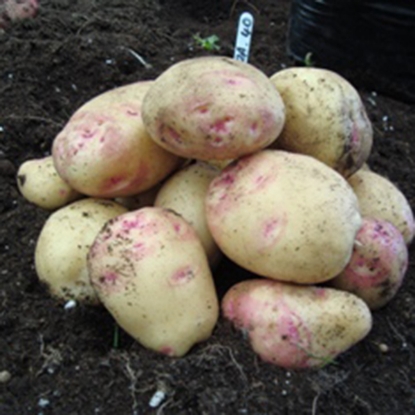 Picture of Potatoes Cara - Main Crop