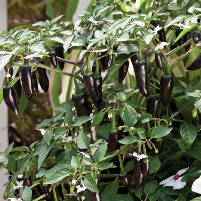 Picture of Capsicum Chilli Pepper Chenzo F1