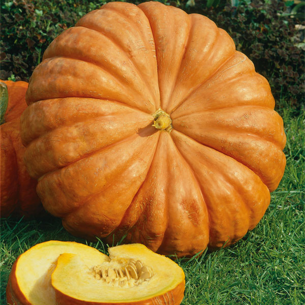 Winter Squash Rouge Vif D'Etampes | Wholesale & commercial seed ...