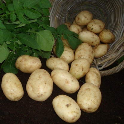 Picture of Potatoes Maris Bard - First Early