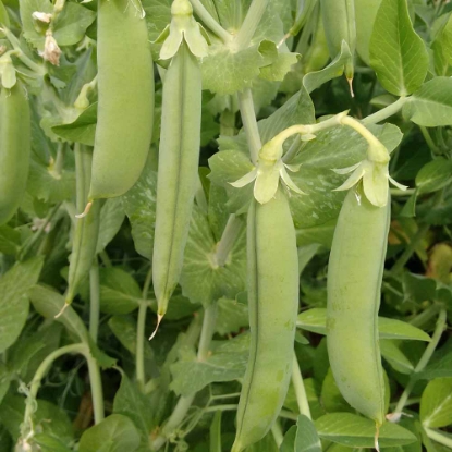 Picture of Pea Terrain