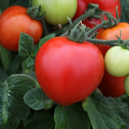 Picture of Tomato Megabyte F1