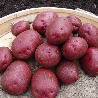 Picture of Potatoes Red Duke Of York - First Early