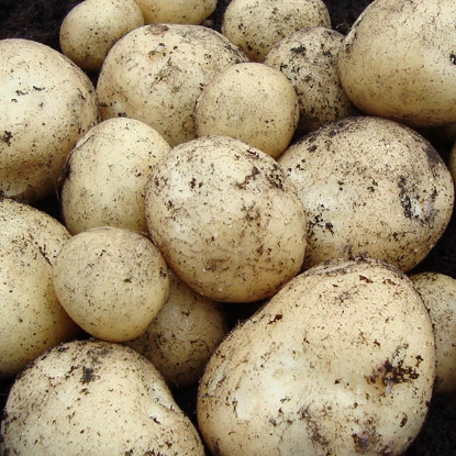 Picture of Potatoes Swift - First Early
