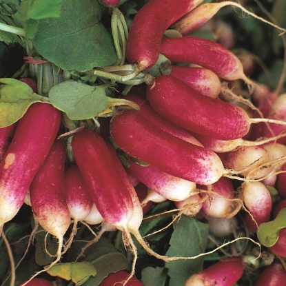 Picture of Organic Radish French Breakfast