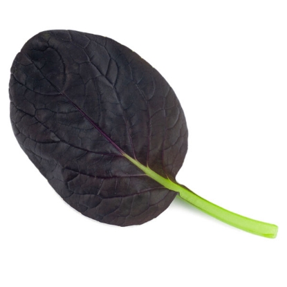 Picture of Pak Choi Purple Rain F1