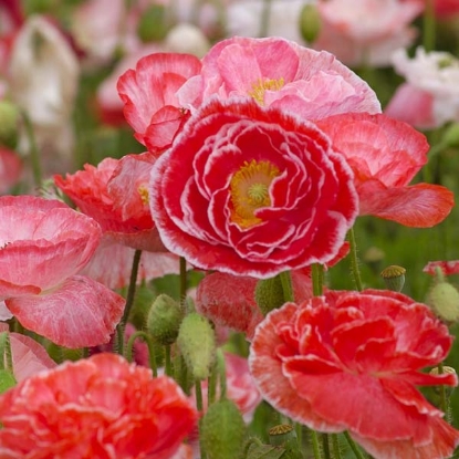 Picture of Papaver Rhoeas Falling In Love