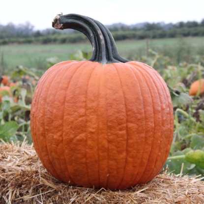 Picture of Pumpkin Cronus F1