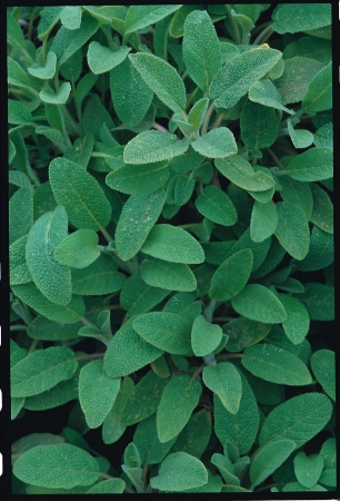 Picture for category Organic Sage