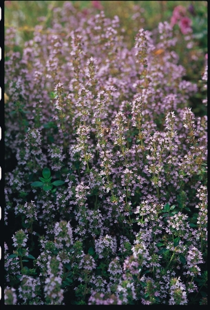 Picture for category Thyme