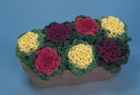 Picture for category Cabbage