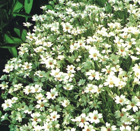 Picture for category Cerastium