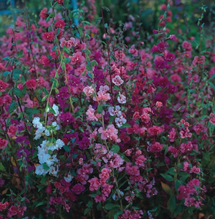 Picture for category Clarkia