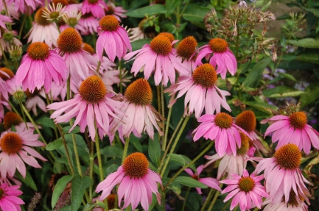 Picture for category Echinacea