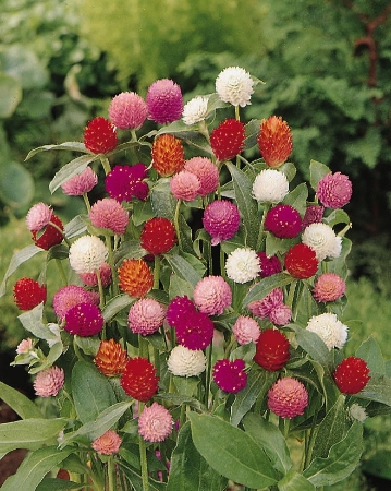 Picture for category Gomphrena