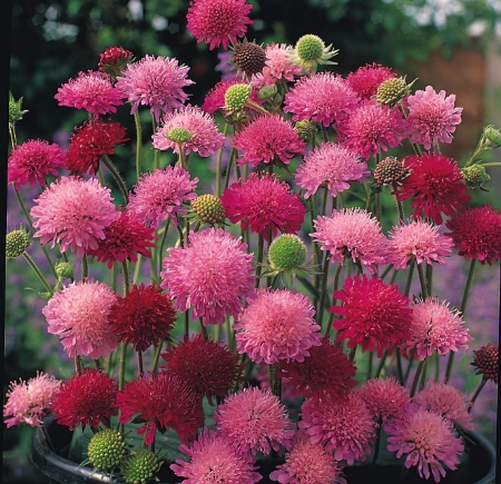 Picture for category Knautia