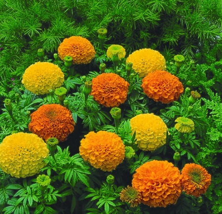 Picture for category Marigold