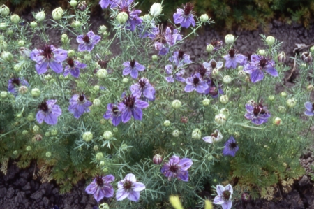 Picture for category Nigella