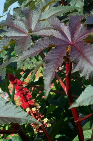 Picture for category Ricinus
