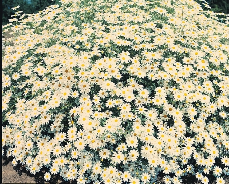 Picture for category Tanacetum