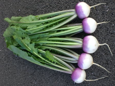Picture for category Turnip