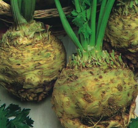 Picture for category Celeriac