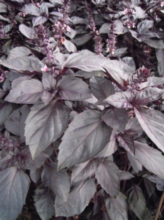 Picture for category Basil